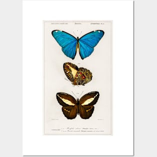 Types of Butterflies Posters and Art